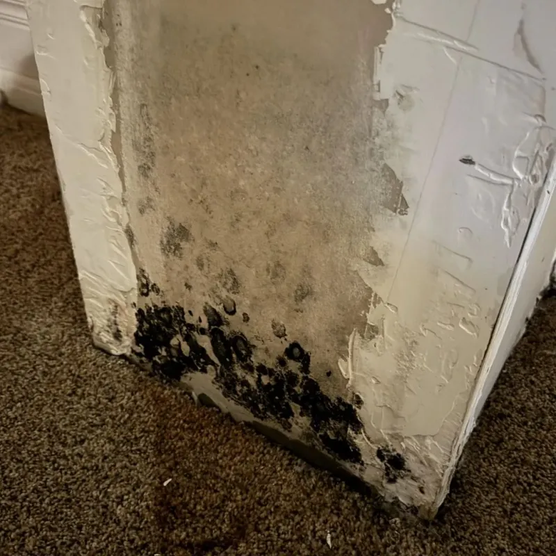 Professional Mold Removal in Hardin, MT